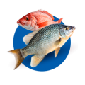 PESCADOS Y MARISCOS