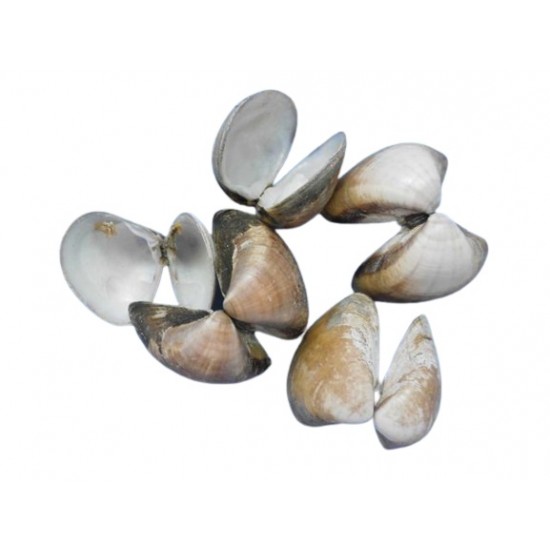 GUACUCO EN CONCHA 500 G