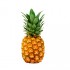 PINA X UND