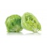 LECHUGA AMERICANA X KG