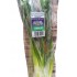 CEBOLLIN PARADIS FRESH 150GR